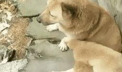 狗崽爆料视频在线观看,揭秘娱乐圈幕后真相