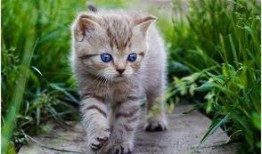 娱乐吃瓜酱给猫照相,猫咪写真集