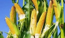 玉米卖货爆料视频播放,播放量惊人，销量飙升背后的秘密