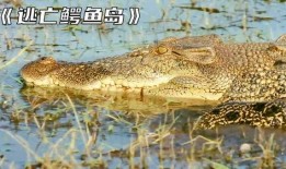 逃离鳄鱼岛在线观看,逃离鳄鱼岛生存挑战大揭秘