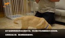 狗崽爆料视频在线观看,揭秘娱乐圈幕后真相
