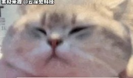 吃瓜星娱乐是什么,娱乐圈幕后风云大揭秘