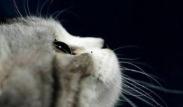 娱乐吃瓜酱给猫照相,猫咪写真集