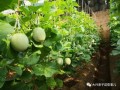 网红蜜瓜怎么吃,解锁夏日清新美味