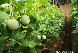 网红蜜瓜怎么吃,解锁夏日清新美味