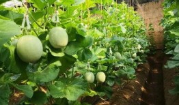 网红蜜瓜怎么吃,解锁夏日清新美味