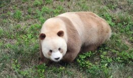 七仔粉丝爆料视频大全,精彩瞬间回顾