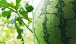 五一吃瓜爆料最新视频,视频揭秘娱乐圈惊人内幕