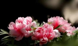 牡丹花下 在线观看,古典美韵，在线赏花之旅