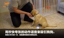 狗崽爆料视频在线观看,揭秘娱乐圈幕后真相